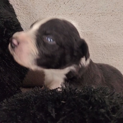 Les chiots de Berger Australien