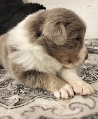 Les chiots de Berger Australien