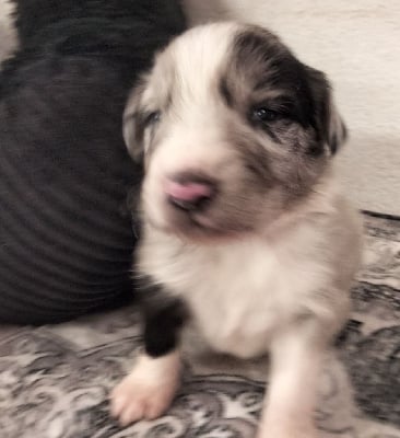 Les chiots de Berger Australien