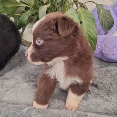 Les chiots de Berger Australien