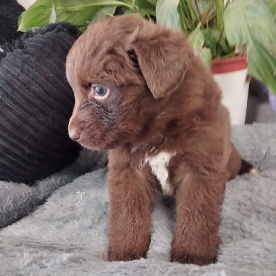 Les chiots de Berger Australien