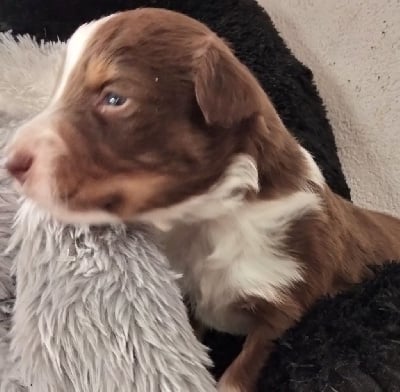 Les chiots de Berger Australien