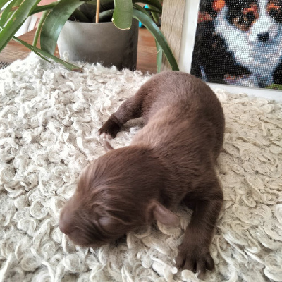 Les chiots de Berger Australien