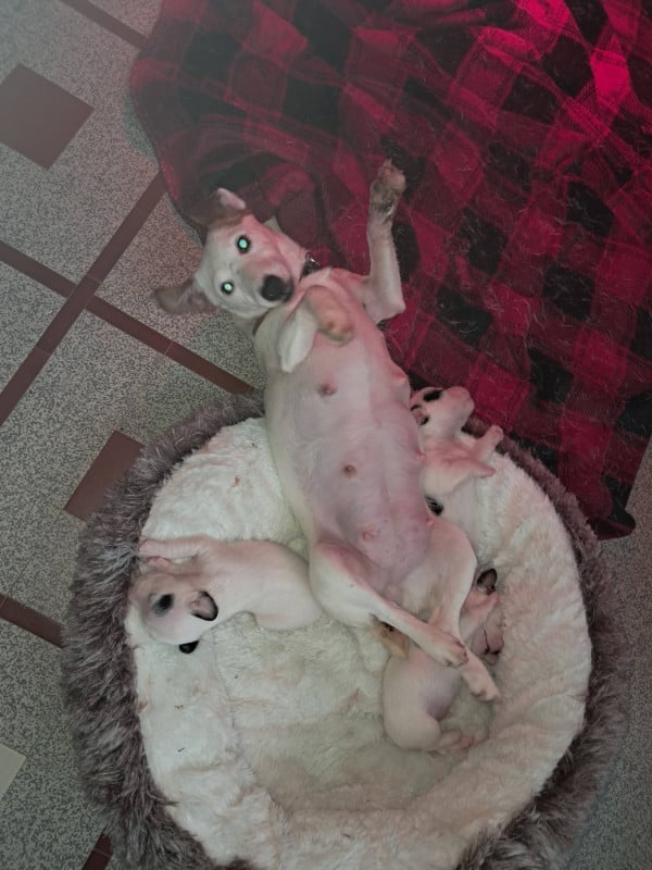 Jack Russell Terrier - Des Berges Du Brevon