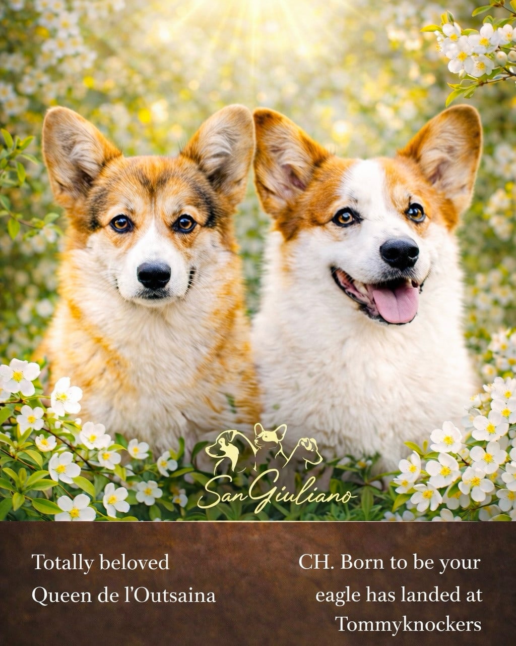 Welsh Corgi Pembroke - Di San Giuliano