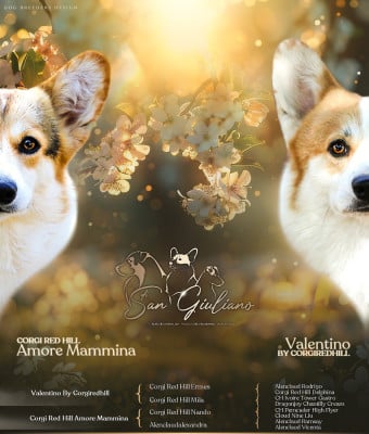 Chiot N°9 - Welsh Corgi Pembroke