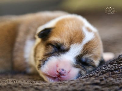 Les chiots de Welsh Corgi Pembroke