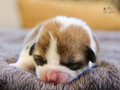 Les chiots de Welsh Corgi Pembroke