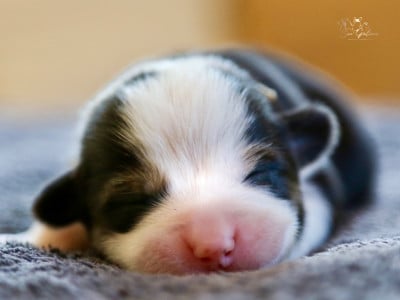 Les chiots de Welsh Corgi Pembroke