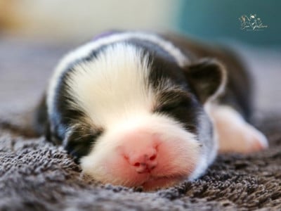 Les chiots de Welsh Corgi Pembroke