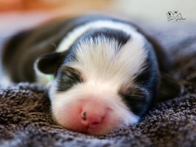 Les chiots de Welsh Corgi Pembroke