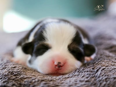 Les chiots de Welsh Corgi Pembroke