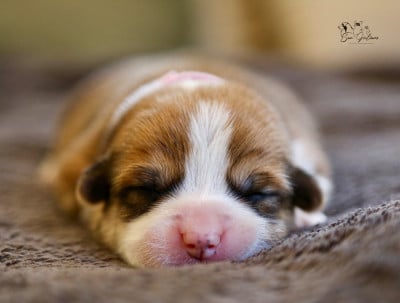 Les chiots de Welsh Corgi Pembroke