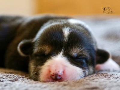 Les chiots de Welsh Corgi Pembroke