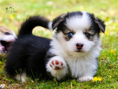 Les chiots de Welsh Corgi Pembroke