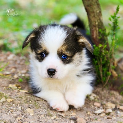 Les chiots de Welsh Corgi Pembroke
