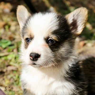 Les chiots de Welsh Corgi Pembroke