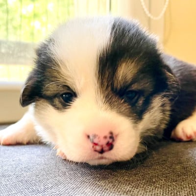 Les chiots de Welsh Corgi Pembroke