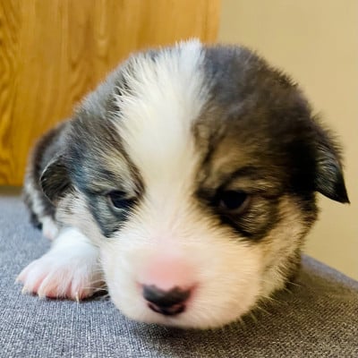 Les chiots de Welsh Corgi Pembroke
