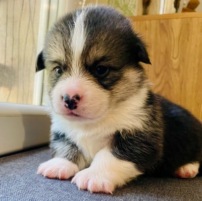 Les chiots de Welsh Corgi Pembroke