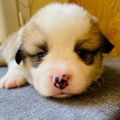 Les chiots de Welsh Corgi Pembroke