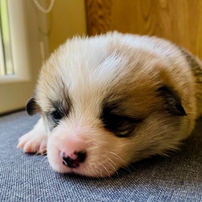 Les chiots de Welsh Corgi Pembroke