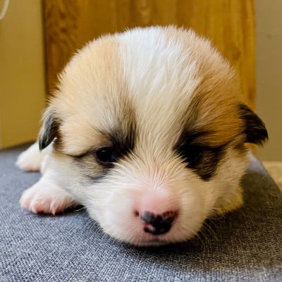 Les chiots de Welsh Corgi Pembroke