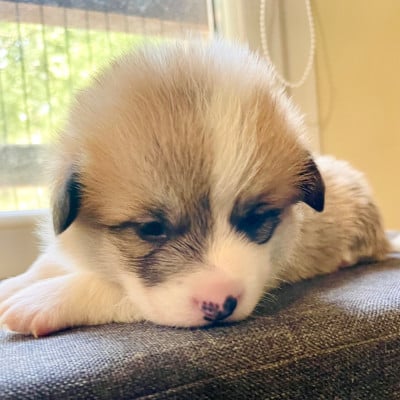 Les chiots de Welsh Corgi Pembroke