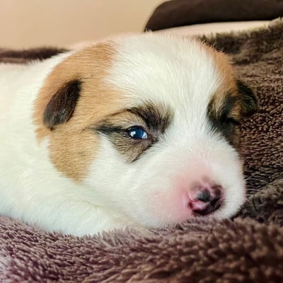 Chiot N°1 - Jack Russell Terrier