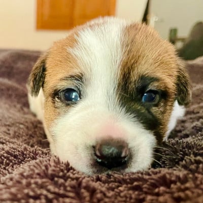 Chiot N°2 - Jack Russell Terrier
