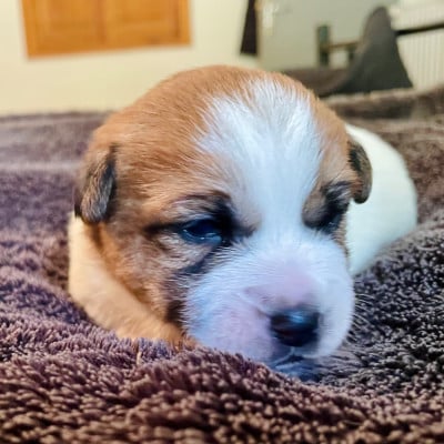 Chiot N°3 - Jack Russell Terrier