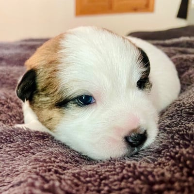 Chiot N°4 - Jack Russell Terrier
