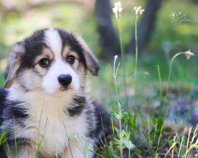 Les chiots de Welsh Corgi Pembroke