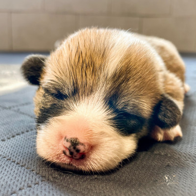 Les chiots de Welsh Corgi Pembroke
