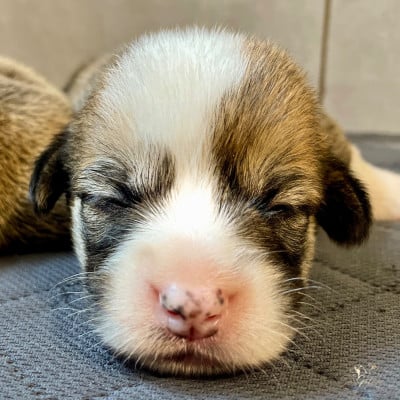 Les chiots de Welsh Corgi Pembroke