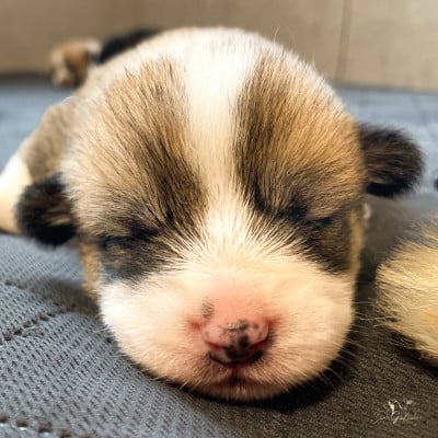 Les chiots de Welsh Corgi Pembroke