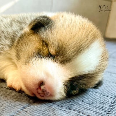 Les chiots de Welsh Corgi Pembroke