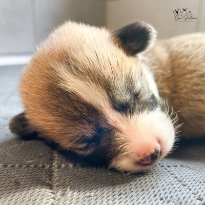 Les chiots de Welsh Corgi Pembroke