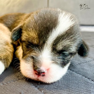 Les chiots de Welsh Corgi Pembroke