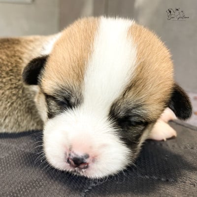 Les chiots de Welsh Corgi Pembroke