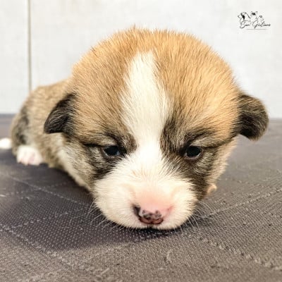 Les chiots de Welsh Corgi Pembroke