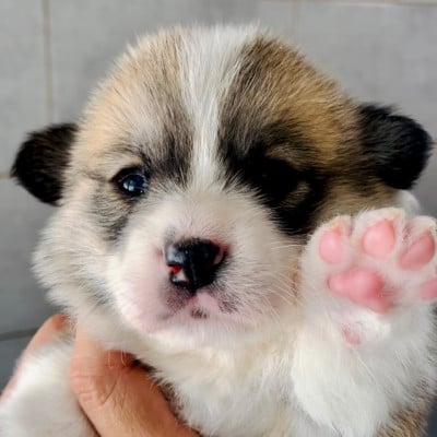 Les chiots de Welsh Corgi Pembroke