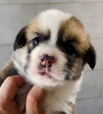 Les chiots de Welsh Corgi Pembroke