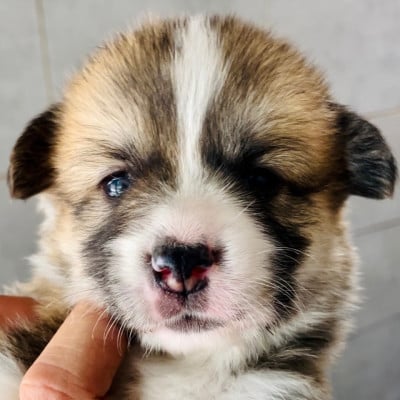 Les chiots de Welsh Corgi Pembroke