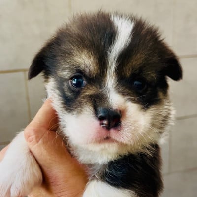 Les chiots de Welsh Corgi Pembroke