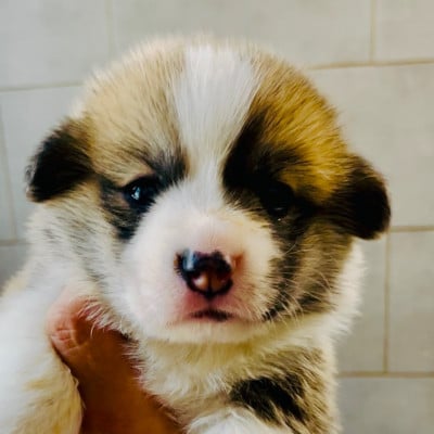 Les chiots de Welsh Corgi Pembroke