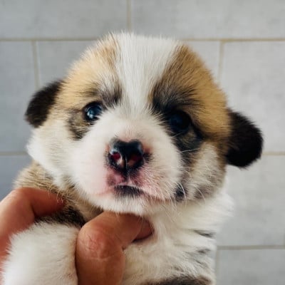 Les chiots de Welsh Corgi Pembroke