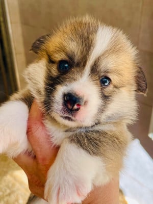 Les chiots de Welsh Corgi Pembroke