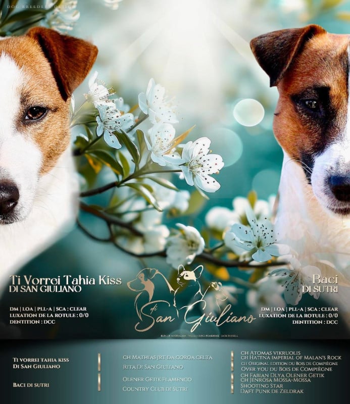 Jack Russell Terrier - Di San Giuliano