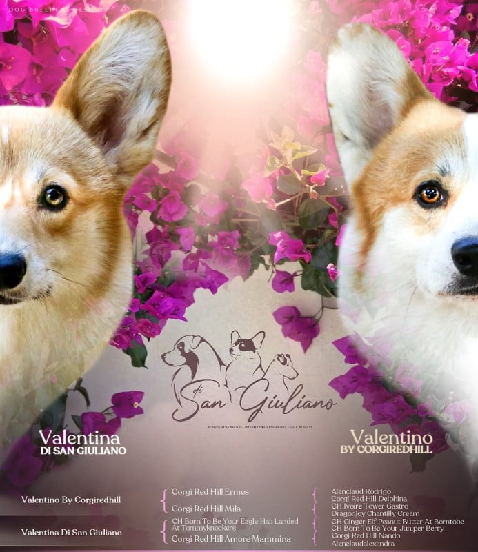 Welsh Corgi Pembroke - Di San Giuliano